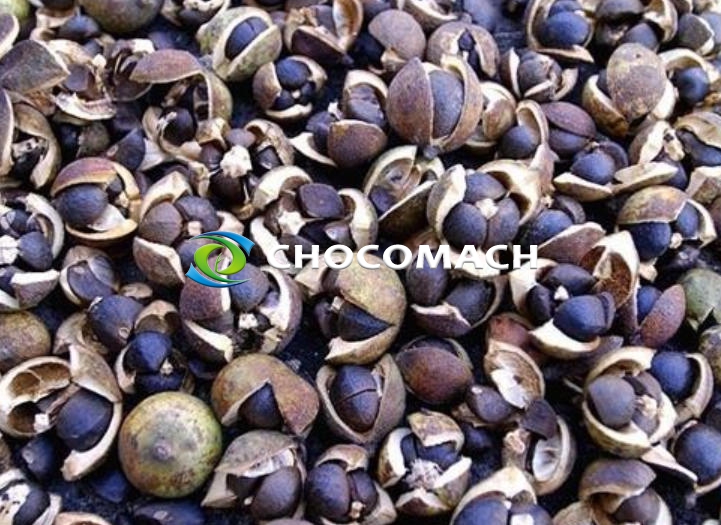 海南油茶籽油风味特征与产地差异研究取得新进展