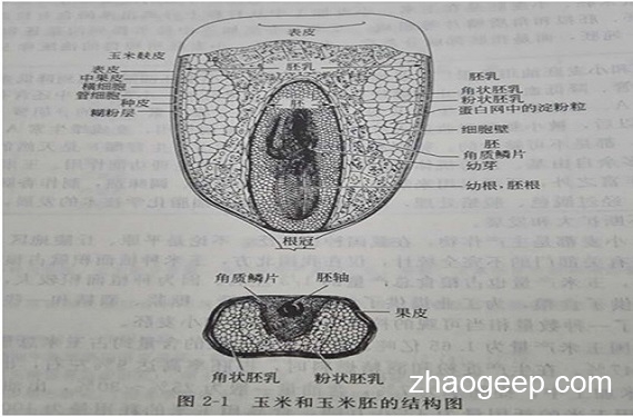 兆格分享：液压榨油机压榨玉米坯芽工艺